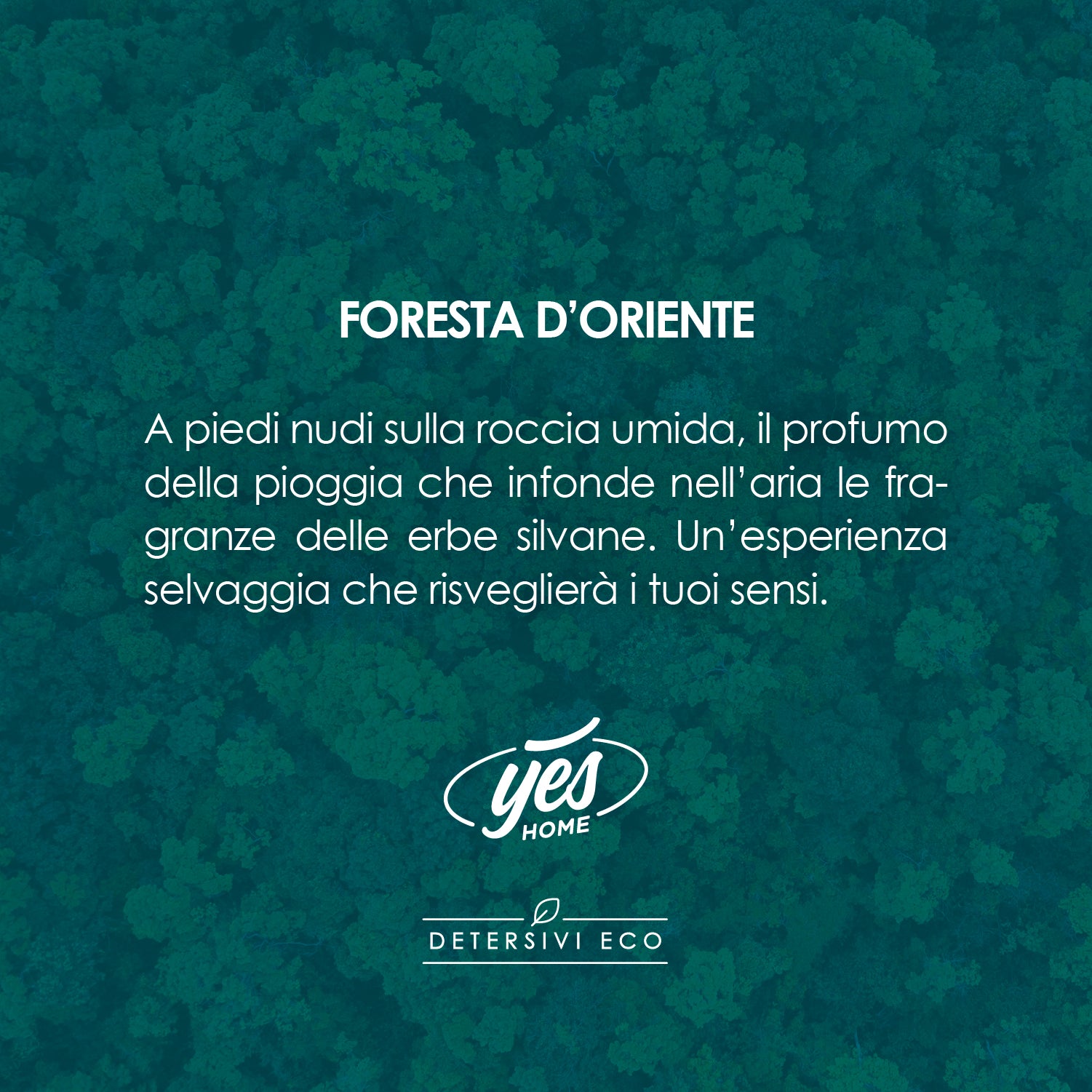 Ammorbidente Plus ECO - Foresta d'Oriente - 1lt